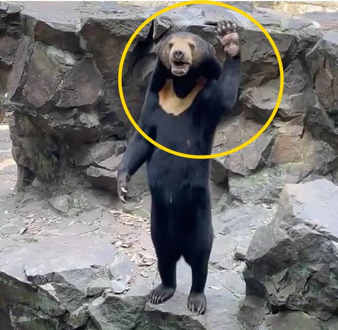 Controversy Surrounding Malaysian Sun Bear at Hangzhou Zoo